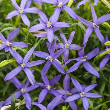 Isotoma axillaris 'Beth's Blue®' (088106)