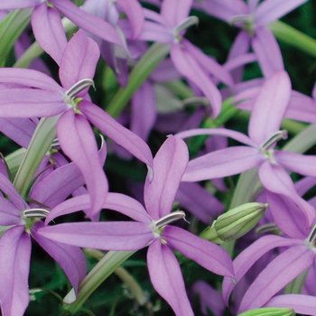 Isotoma axillaris 'Beth's Blue®' (088107)