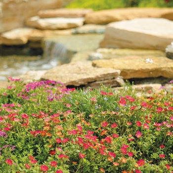 Isotoma axillaris 'Beth's Blue®' (088111)