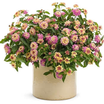 Lantana camara Luscious® 'Pinkberry Blend' (088116)