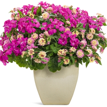 Lantana camara Luscious® 'Pinkberry Blend' (088118)