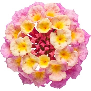 Lantana camara Luscious® 'Pinkberry Blend' (088119)