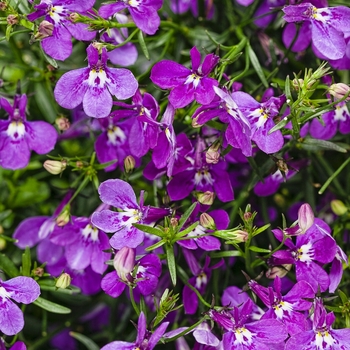 Lobelia erinus Luguna® 'Ultraviolet™' (088122)