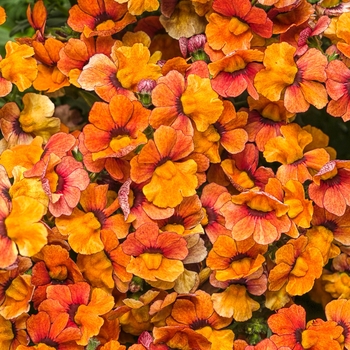 Nemesia Sunsatia® 'Blood Orange™' (088132)