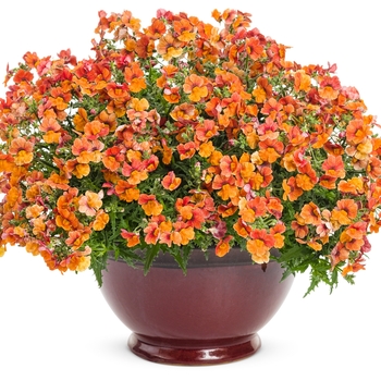 Nemesia Sunsatia® 'Blood Orange™' (088133)