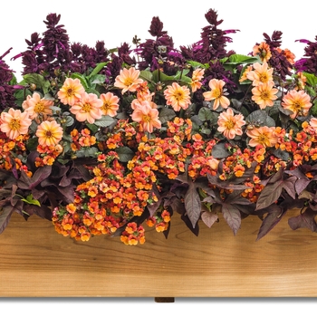 Nemesia Sunsatia® 'Blood Orange™' (088135)