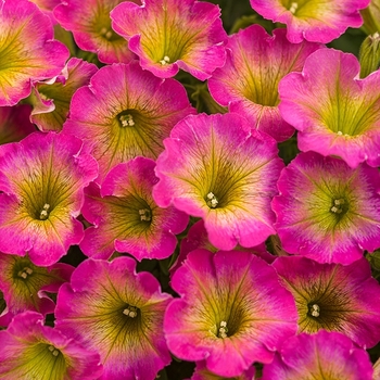 Petunia Supertunia® 'Daybreak Charm' (088141)