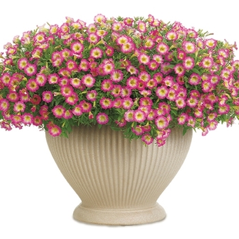 Petunia Supertunia® 'Daybreak Charm' (088142)