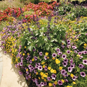 Petunia Supertunia® 'Daybreak Charm' (088144)