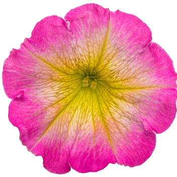 Petunia Supertunia® 'Daybreak Charm' (088145)