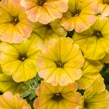 Petunia Supertunia® 'Honey™' (088153)