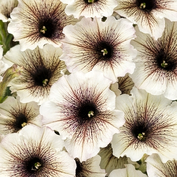 Petunia Supertunia® 'Latte' (088159)