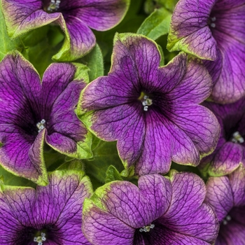 Petunia Supertunia® 'Picasso in Blue' (088169)