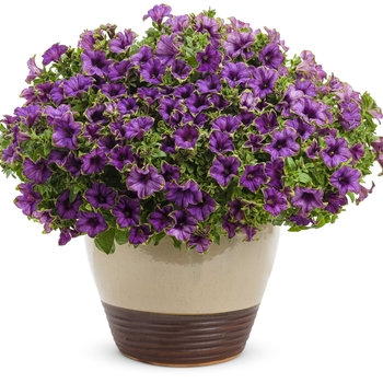 Petunia Supertunia® 'Picasso in Blue' (088170)