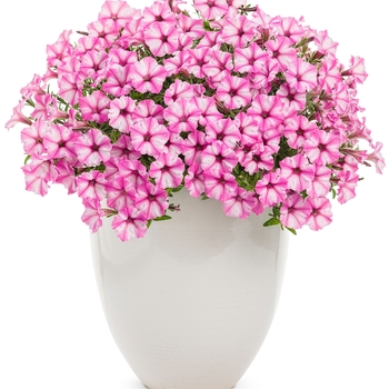 Petunia Supertunia® 'Pink Star Charm' (088175)