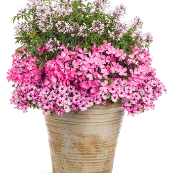 Petunia Supertunia® 'Pink Star Charm' (088178)