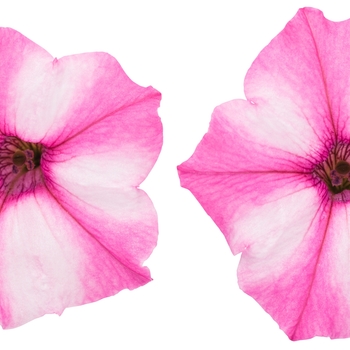 Petunia Supertunia® 'Pink Star Charm' (088179)