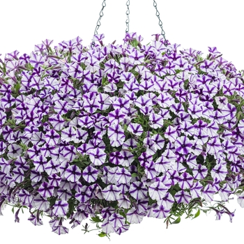 Petunia Supertunia® 'Violet Star Charm' (088184)