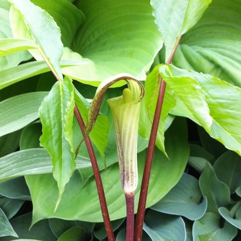 Arisaema triphyllum '' (088267)