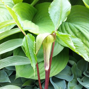 Arisaema triphyllum '' (088268)