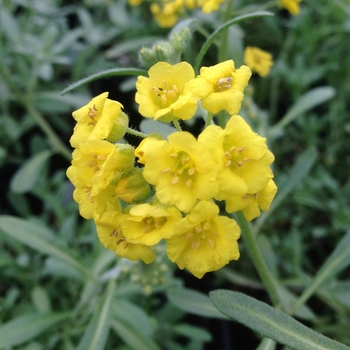 Alyssum montanum 'River of Gold™' (088271)