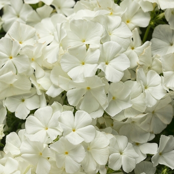 Phlox Intensia® 'White' (088274)