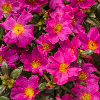 Portulaca umbraticola 'DPORMOJAFU' PPAF, Can PBRAF