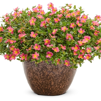 Portulaca umbraticola Mojave® '' (088282)