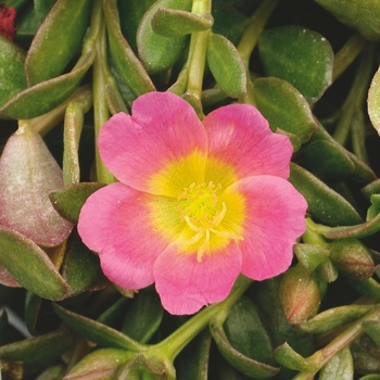 Portulaca umbraticola Mojave® 'Pink' (088516)