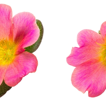 Portulaca umbraticola Mojave® 'Pink' (088518)