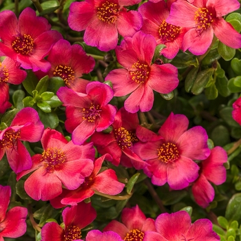 Portulaca umbraticola Mojave® 'Red' (088522)