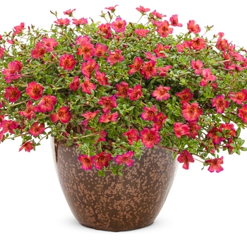 Portulaca umbraticola Mojave® 'Red' (088524)