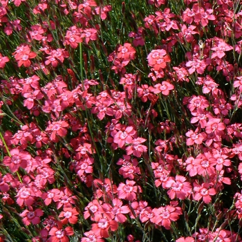 Dianthus deltoides 'Brilliant' (088533)