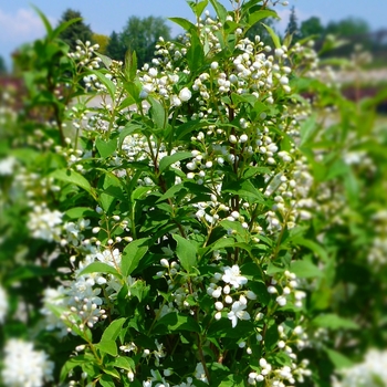 Deutzia x lemoinei 'Compacta' (088535)