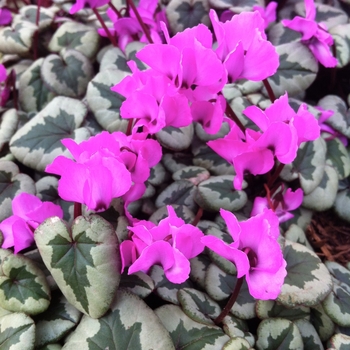 Cyclamen coum 'Something Magic' (088542)