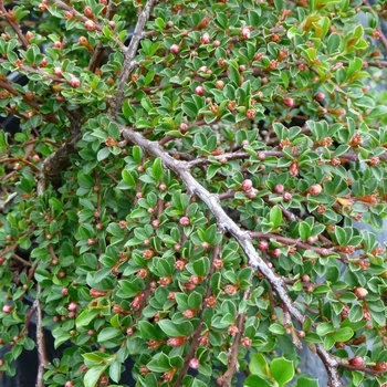 Cotoneaster horizontalis '' (088545)