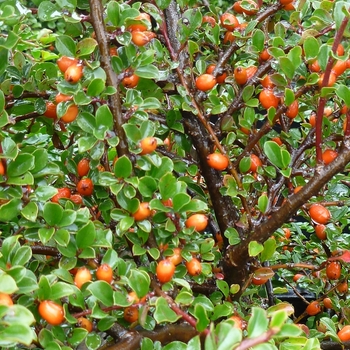 Cotoneaster horizontalis '' (088546)