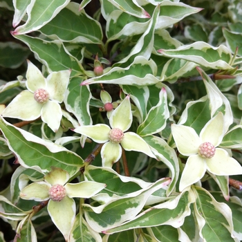 Cornus kousa 'Wolf Eyes' (088547)