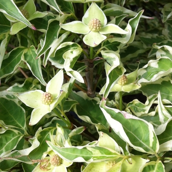 Cornus kousa 'Wolf Eyes' (088548)