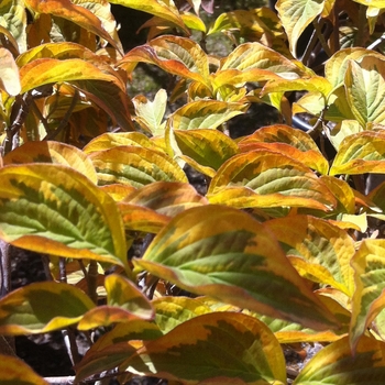 Cornus florida 'Cherokee Sunset™' (088549)