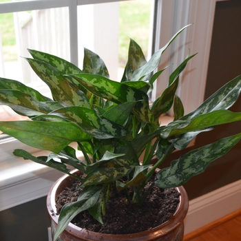 Aglaonema 'Emerald Beauty' (088823)