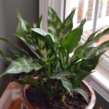 Aglaonema 'Emerald Beauty' (088826)