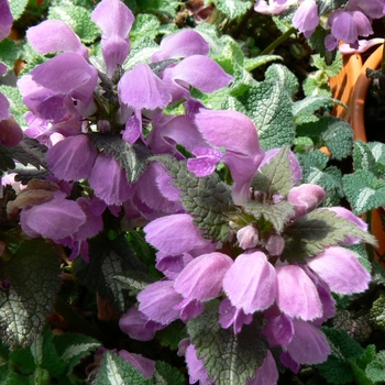 Lamium maculatum 'Chequers' (088844)