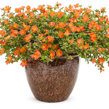 Portulaca umbraticola Mojave® 'Tangerine' (088863)