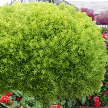 Sedum mexicanum 'Lemon Coral®' (088877)