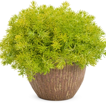 Sedum mexicanum 'Lemon Coral®' (088879)