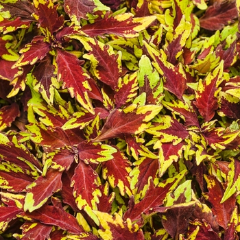 Coleus scutellarioides ColorBlaze® 'Royale Apple Brandy®' (088885)