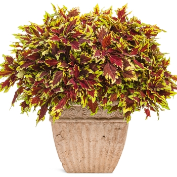 Coleus scutellarioides ColorBlaze® 'Royale Apple Brandy®' (088886)