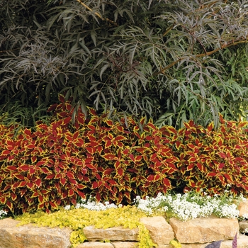 Coleus scutellarioides ColorBlaze® 'Royale Apple Brandy®' (088888)