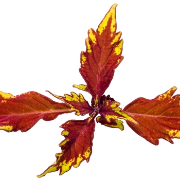 Coleus scutellarioides ColorBlaze® 'Royale Apple Brandy®' (088889)